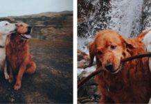 Doggy Makes The Best Apology Ever