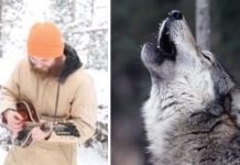 Musician Plays Along With The Howls Of The Wolves In Colorado, It Turns Out Extraordinary