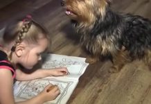 Little Yorkie Saves The Day For This Child Lost In The Cornfields