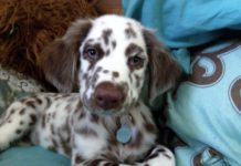 Rare Dalmatian Fur Variants That Are So Special We Didn’t Know They Exist