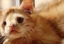 Everyone Thought This Kitten Was Ugly, Until Someone Finally Saw Something Special About Him
