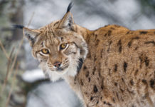 Researchers Were Happy To Catch A Rare Lynx In The Wild Until It Opened Its Mouth