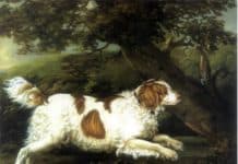 These 20 Old Dog Breeds No Longer Exist Today… But You’ll Wish They Were Still Around.