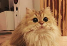 People Say This Is The Most Photogenic Cat In The World… And They Are So, So Right!