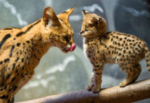 This Beautiful Wild Cat Has Some Rare Skills, And They Make It The Coolest Feline In The World.