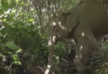Elephant Separated From Her Mom Years Ago Gets An Incredible Surprise From Her Rescuers