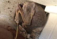 Woman Rescues A Scared “dog” That Turns Out To Be A Different Animal Entirely