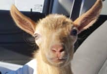 Rescuers Come Up With A Brilliant Solution After A Careless Vet Scarred This Baby For Life