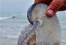 If You Ever See One Of These Strange Creatures On The Beach, Notify Authorities Immediately.