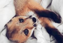 Family Adopts An Adorable Fox And She Quickly Becomes One Of Their Own