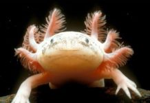 20 Animals That Won Or Lost The Genetic Lottery Depending On The Perspective