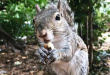 Family Who Saves A Defenseless Baby Squirrel Gets A Huge Surprise Years Later