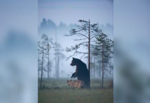 Man Spots A Highly Unlikely Pair In The Woods And Captures Incredibly Rare Photographs