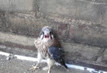 Woman Who Finds A Baby Bird Alone On A Busy Street Makes An Extraordinary Discovery