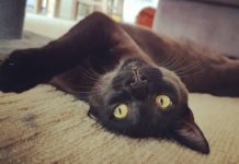 Couple Take New Rescue Cat To The Beach And Make A Startling Discovery