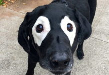 15 Animals That Share A Rare Condition But Still Look Absolutely Beautiful