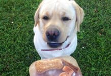 48 Clever Hacks For Living With Dogs That Will Make You The Coolest Human Around