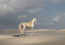 Meet The Rare Creature People Are Calling ‘The Most Beautiful Horse In The World’