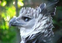 Massive Bird Is One Of The Largest In The World And Getting On Its Bad Side Is A Terrible Idea