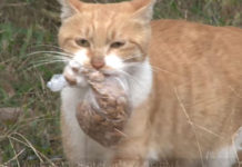 Rescuers Discover The Heartbreaking Reason This Cat Only Accepts Food In Bags