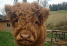 If You Think You Know What This Creature Is… You’re Probably Wrong. I Can’t Believe They Exist!