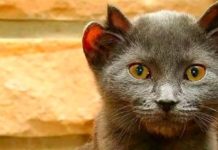 Rare Cat Born With 4 Ears Is Christened Yoda, Cute He Is