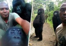 Gorillas Take Selfies With Anti-Poaching Rangers Who Protect Them