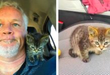 Man Stops To Help Kitten In Road, But Realizes Her Feet Are Glued To The Ground