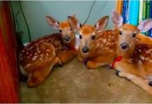 Woman Leaves Door Open During Storm, Finds 3 Deer In Her Living Room
