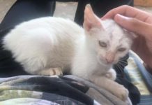 Man Wakes Up From Nap With Kitten On His Stomach