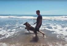 Dog Sees The Ocean For The First Time, His Reaction Is Everything