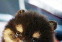 Mini-Puppies Are A Real Thing — And They’re About To Take Over The World.