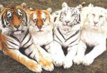 37 Animals With Such Unusual Color Mutations That They Don’t Even Look Real