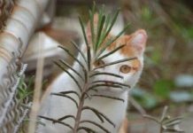 32 House Cats Who Still Think They’re King Of The Jungle