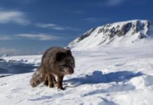 Arctic Fox Defies Science By Walking 3,500 Kilometers In 76 Days