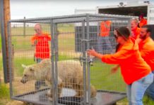Bears Take First Steps Of Freedom After Being Caged For 20 Years