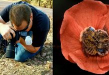 These Bees Sleep In Flowers And It Is As Adorable As You Think
