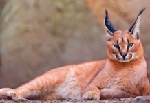 This Strange Wild Cat Is Called A Caracal… And It Might Just Be The Cutest Animal In The World.