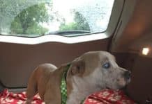 Pit Bull Escaped From The Same House Over And Over Before People Realized Something Was Wrong