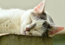 Stranger’s Cat Comforts Man Recovering From Surgery