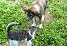 Rescue Kitten Meets Excited Dogs For The First Time And Has The Most Fearless Reaction