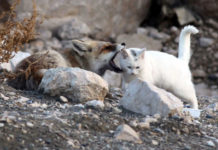 This Fox Caught A Stray Cat, And What Happened Is The Last Thing You’d Ever Expect.