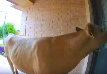 Texas Homeowner Hears Knock At The Door, But He’s In For A Big Surprise