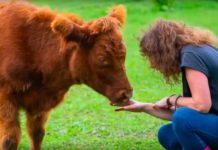 These Cuddly Cows Are Helping People To De-Stress In The Cutest Way Possible