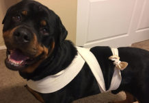 People Are Wrapping Scarves Around Their Dogs And It Actually Has A Big Impact