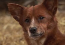 Heartbroken Dog Jumps For Joy When She Is Reunited With The Cow That Raised Her