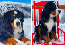 This Hotel Has A Beautiful Dog Who Will Tuck You Into Bed