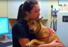 Dog Saved 5 Minutes Before Being Put Down Now Gives The Best Hugs