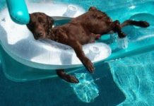 20 Incredibly Lazy Pets Who Took Relaxation To Impossible Levels
