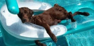 20 Incredibly Lazy Pets Who Took Relaxation To Impossible Levels